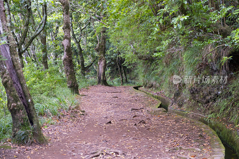 森林景观沿Vereda dos Balc?es在马德拉岛山